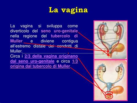 sborrate vaginali|'sperma in vagina italiano' Search .